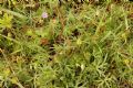 Geranium columbinum